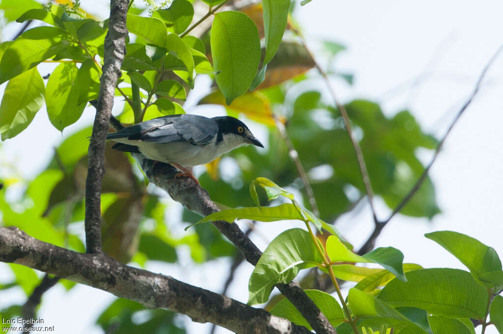 Hooded Tanager