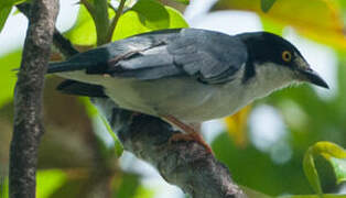 Hooded Tanager