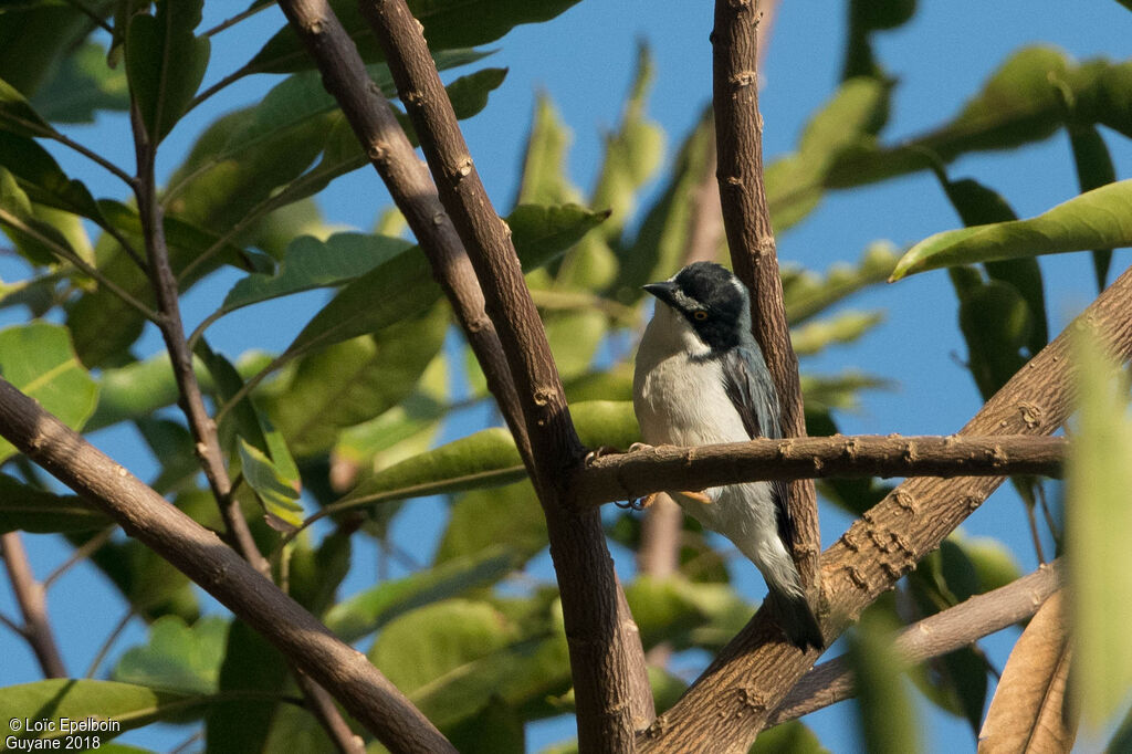 Tangara coiffe-noire