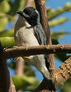 Hooded Tanager