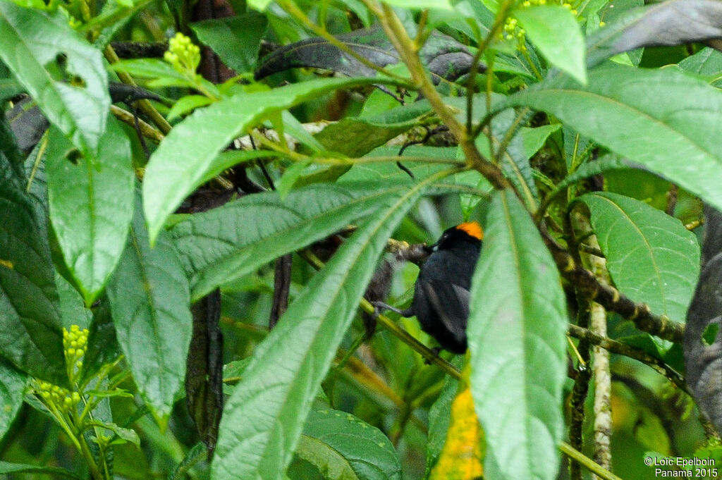 Tawny-crested Tanager