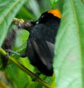 Tawny-crested Tanager