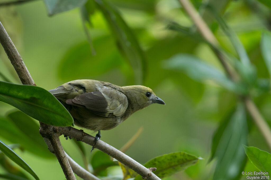 Palm Tanager