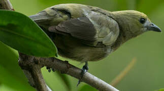 Palm Tanager