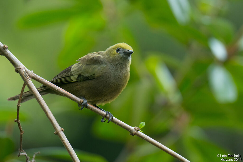 Palm Tanager