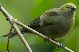 Palm Tanager