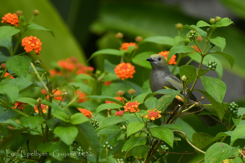 Palm Tanager