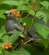 Palm Tanager