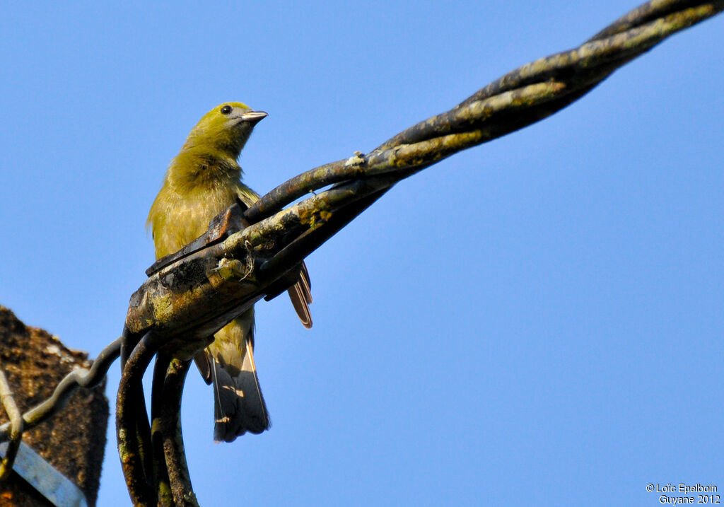 Palm Tanager