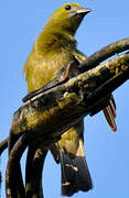 Palm Tanager