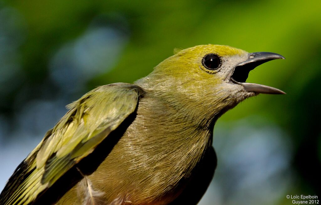 Palm Tanager