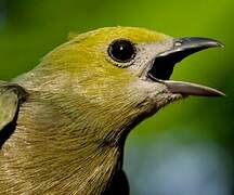 Palm Tanager