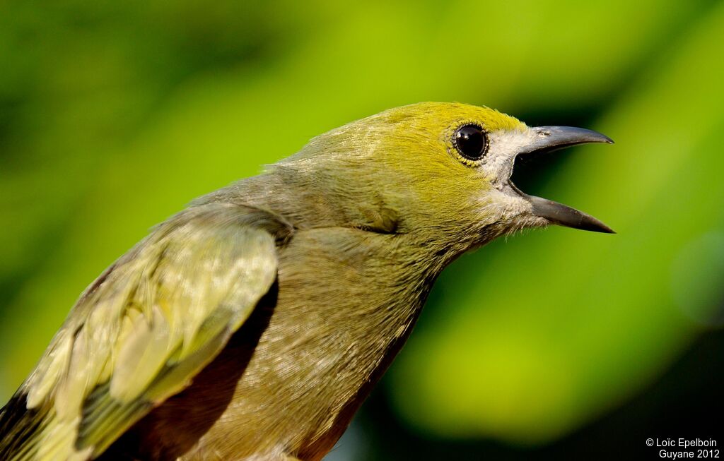 Palm Tanager