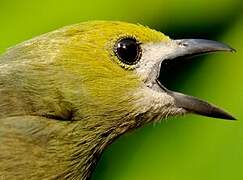 Palm Tanager