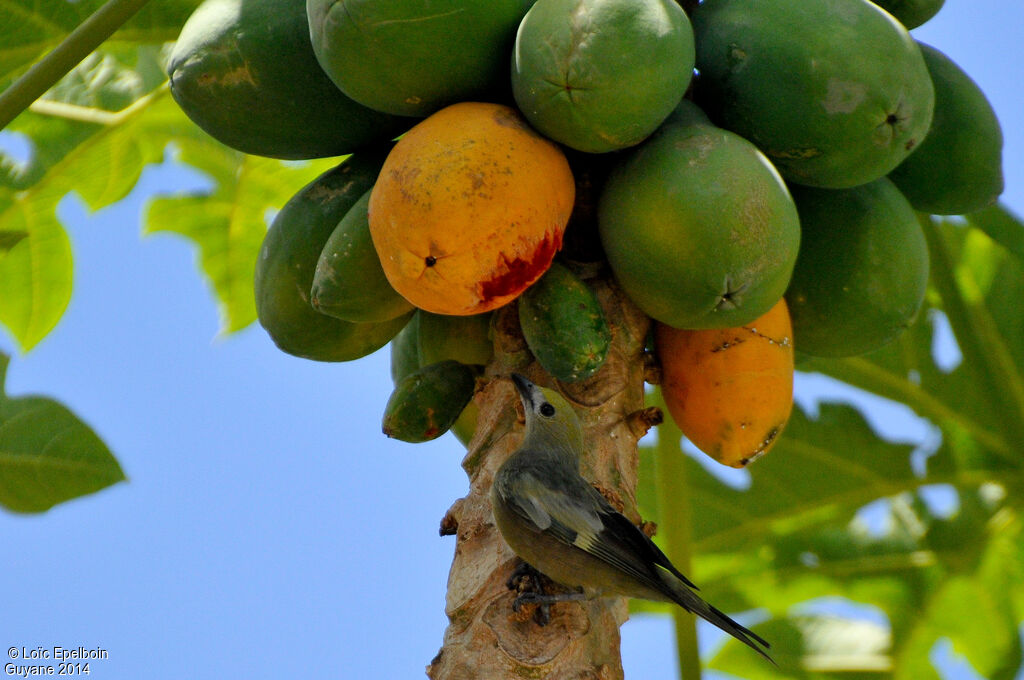 Palm Tanager