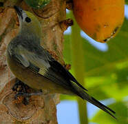 Palm Tanager