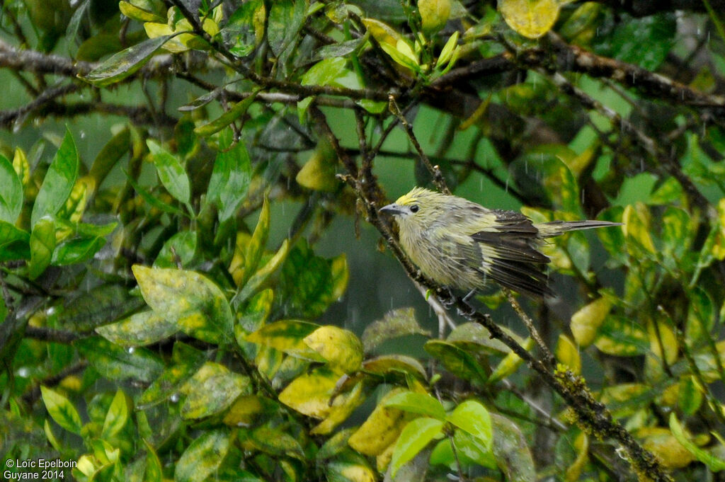 Palm Tanager