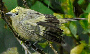 Palm Tanager