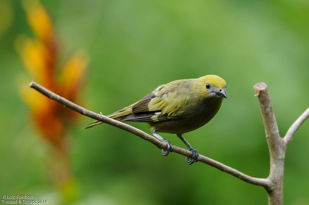 Palm Tanager