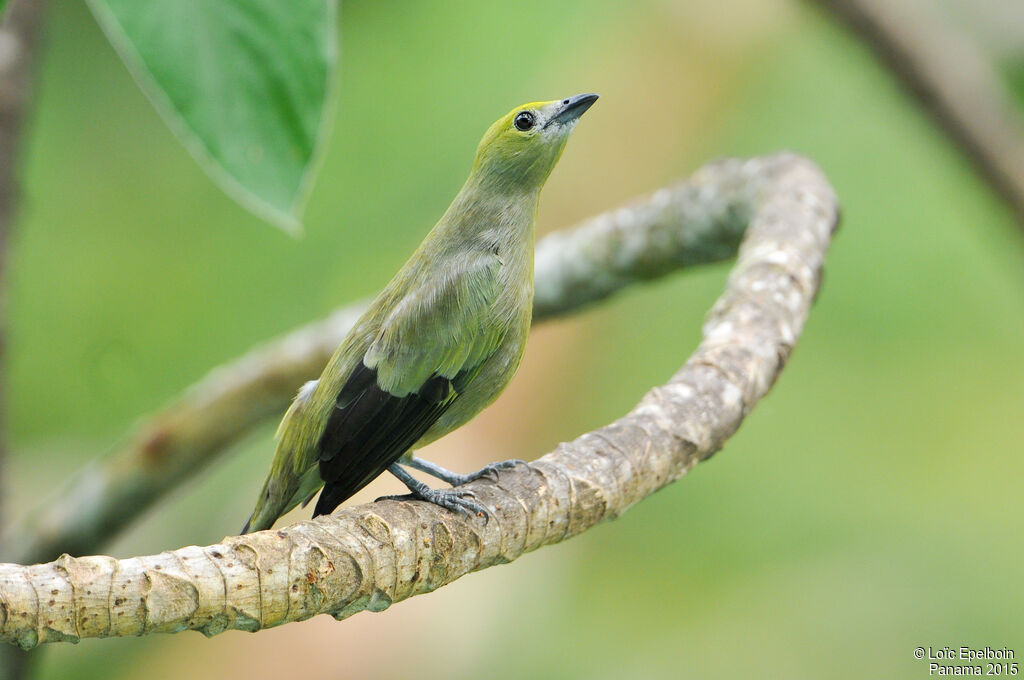 Palm Tanager