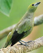 Palm Tanager