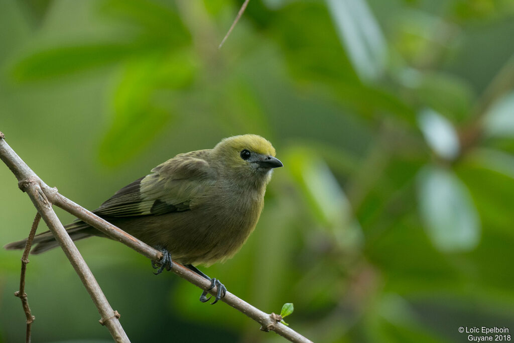 Palm Tanager