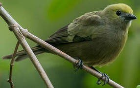 Palm Tanager