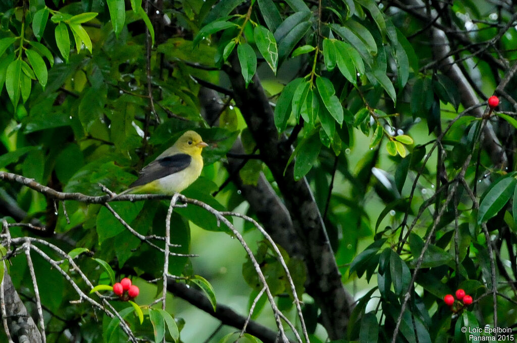 Scarlet Tanager