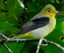 Scarlet Tanager