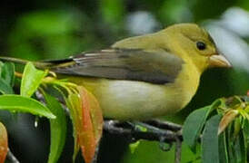 Scarlet Tanager