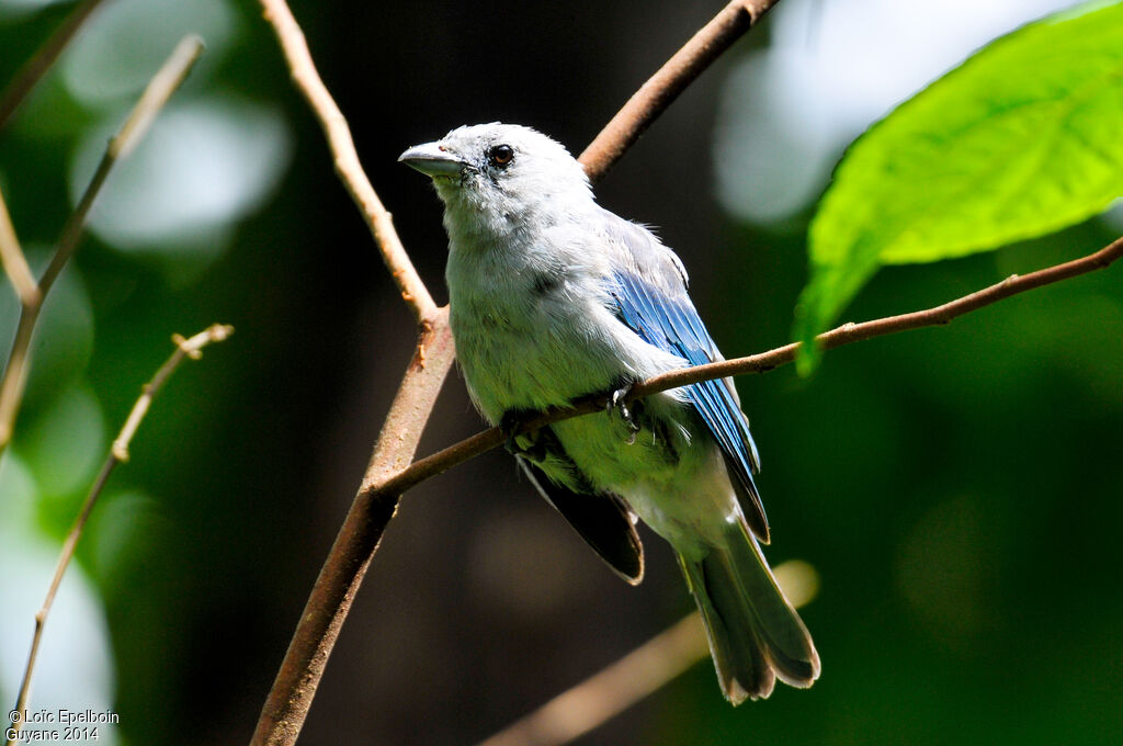 Blue-grey Tanager