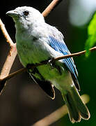 Blue-grey Tanager