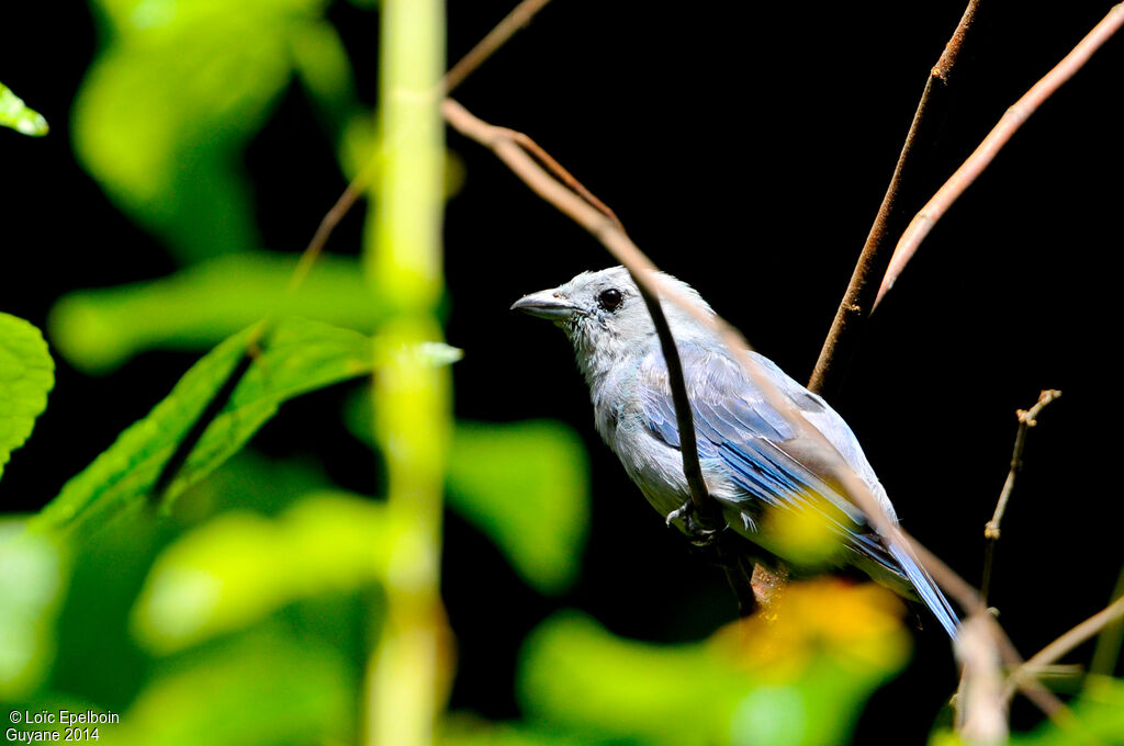 Blue-grey Tanager