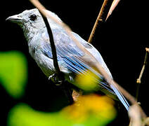 Blue-grey Tanager