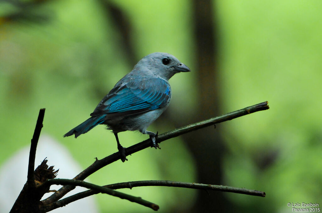 Blue-grey Tanager