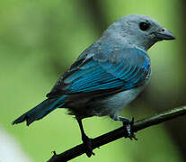 Blue-grey Tanager