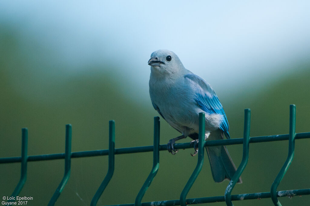 Blue-grey Tanager