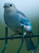 Blue-grey Tanager