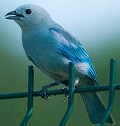 Blue-grey Tanager