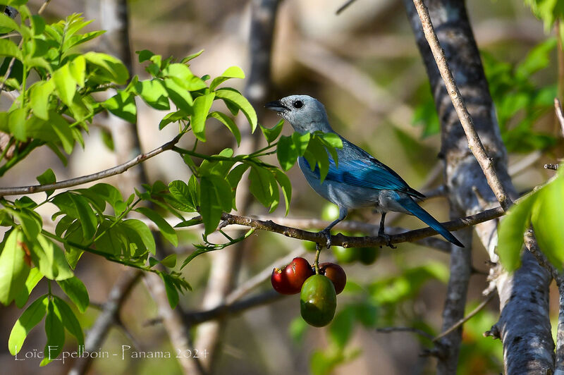 Blue-grey Tanager