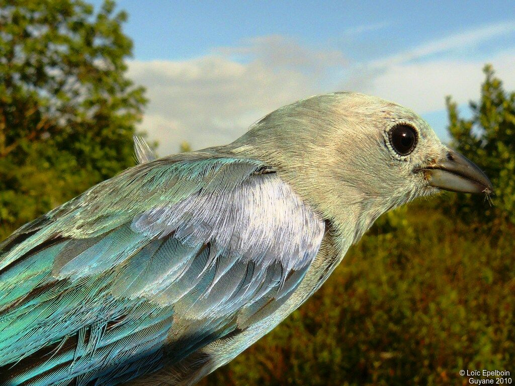 Blue-grey Tanager