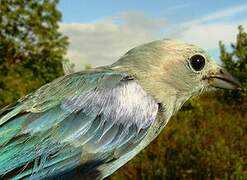 Blue-grey Tanager