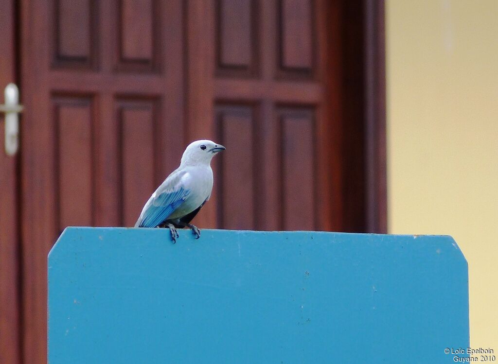 Blue-grey Tanager