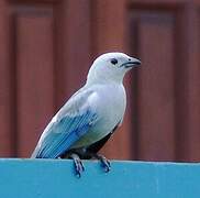 Blue-grey Tanager