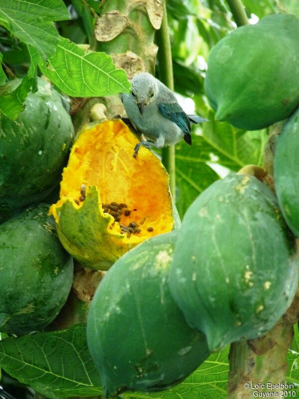 Blue-grey Tanager