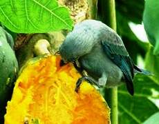 Blue-grey Tanager