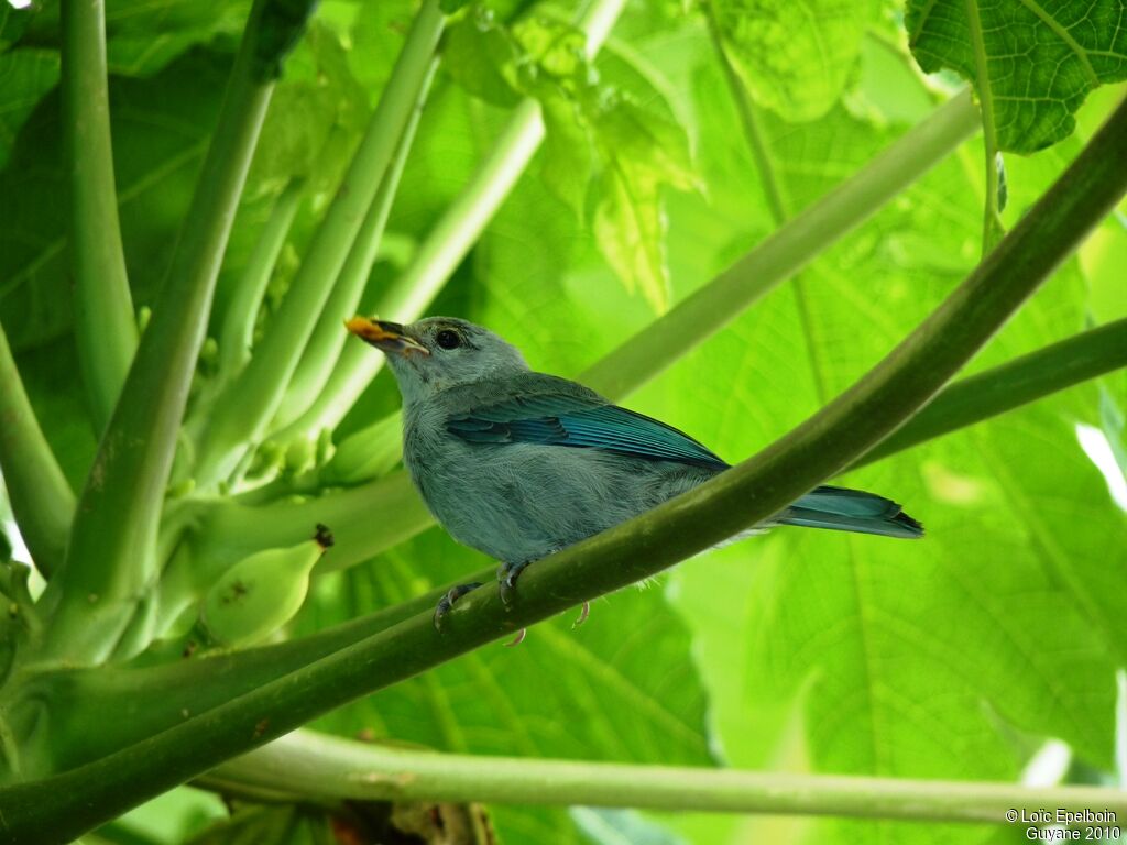 Blue-grey Tanager