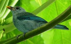 Blue-grey Tanager