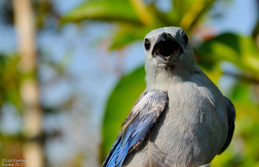 Blue-grey Tanager