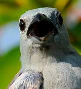 Blue-grey Tanager